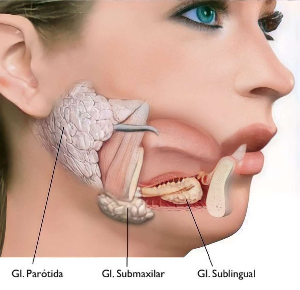 Salivary glands jigsaw puzzle online