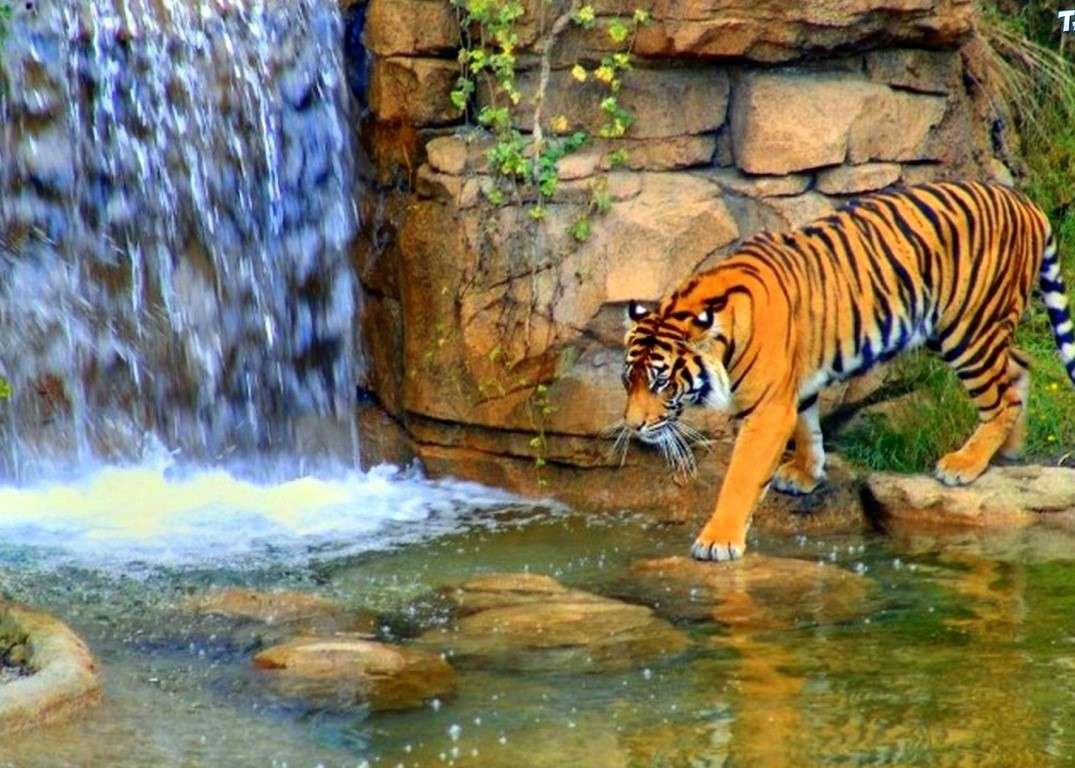 Тигр у водопада онлайн-пазл