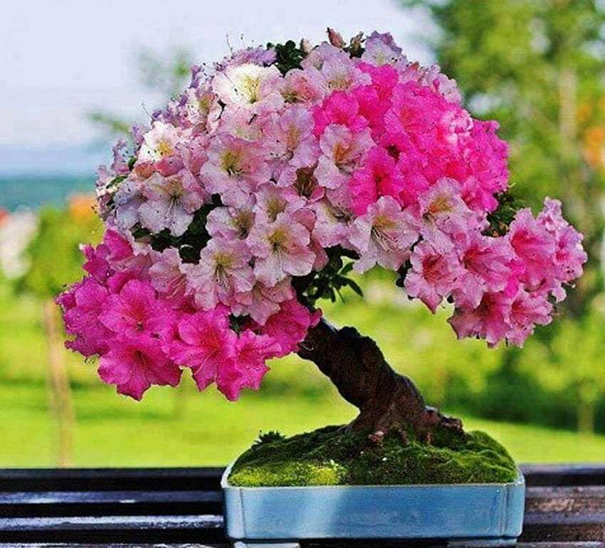Ett vackert blommande bonsaiträd Pussel online