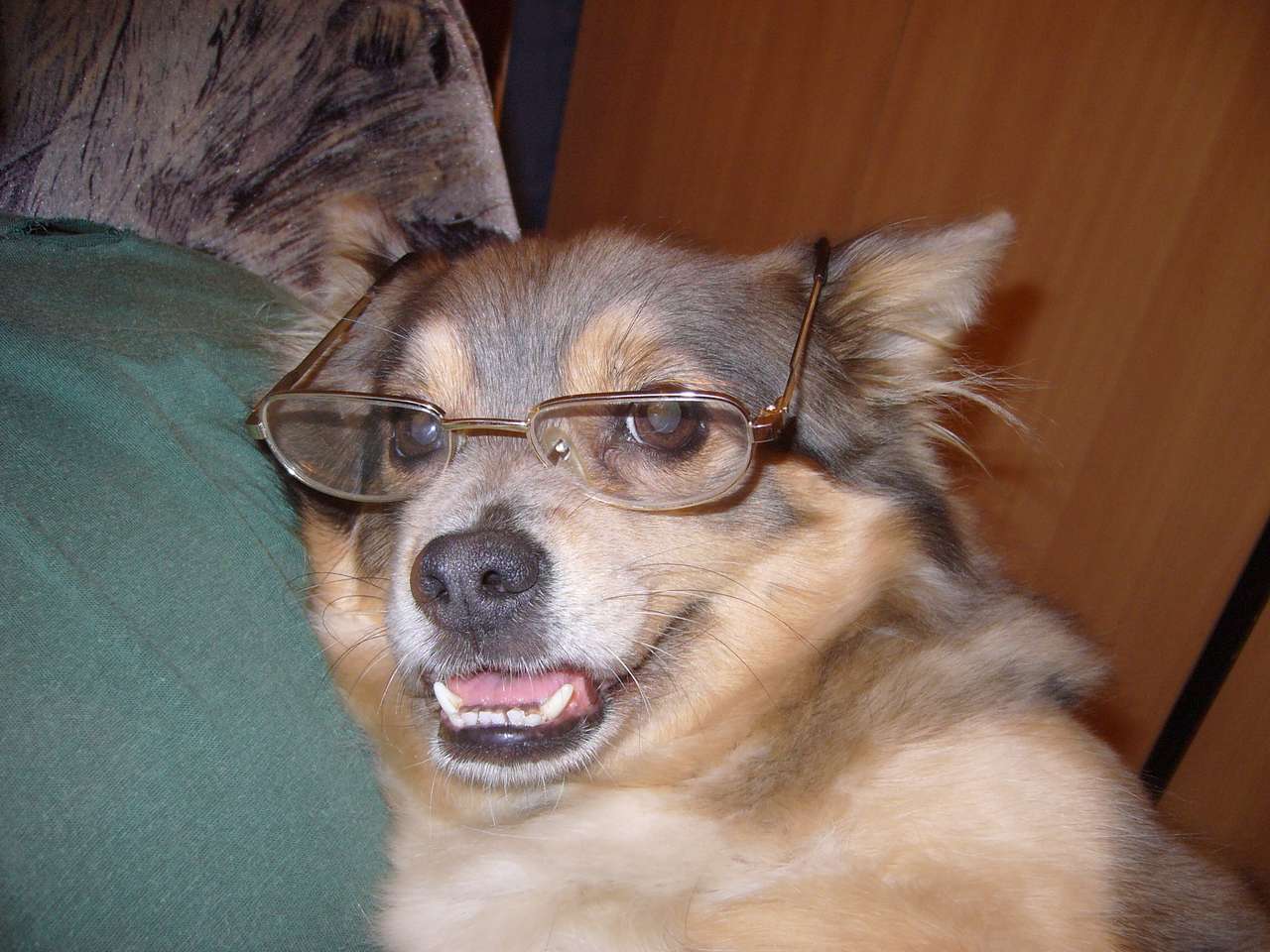 Um cachorro com óculos quebra-cabeças online