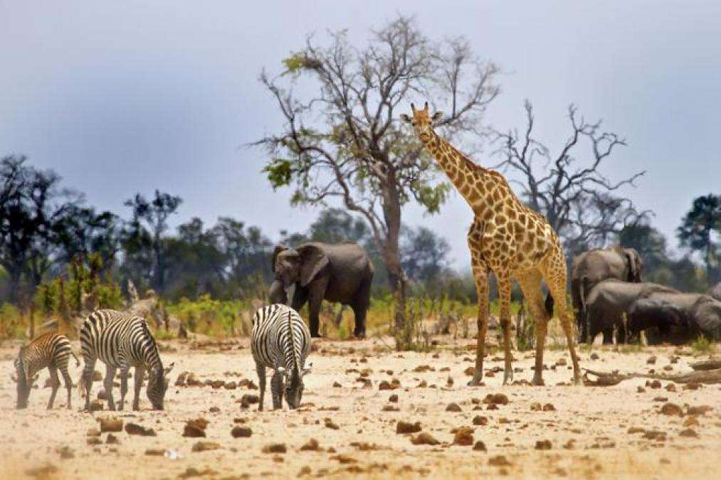 Afrikansk savann Pussel online