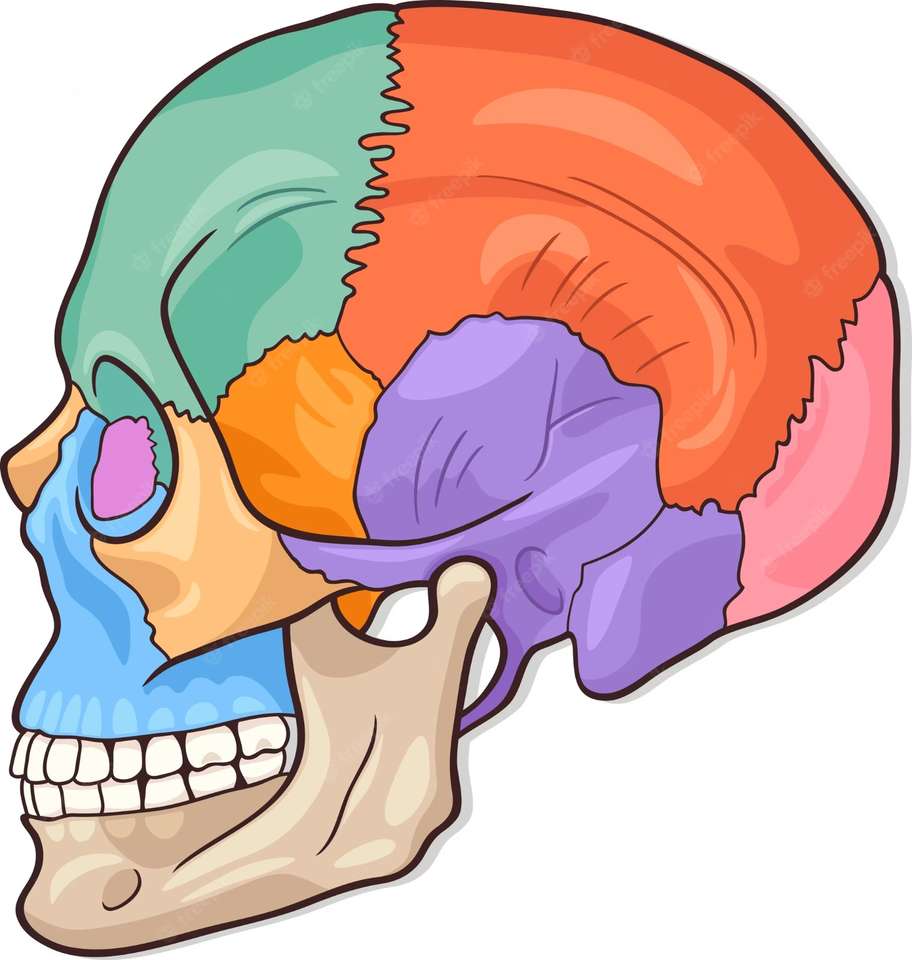 човешки череп онлайн пъзел