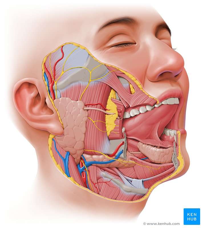 Мускулна структура на шията и главата онлайн пъзел