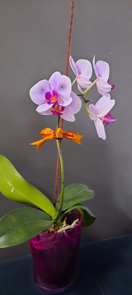 Orhidee -părţile rea componente (nivel preşcolar) Pussel online