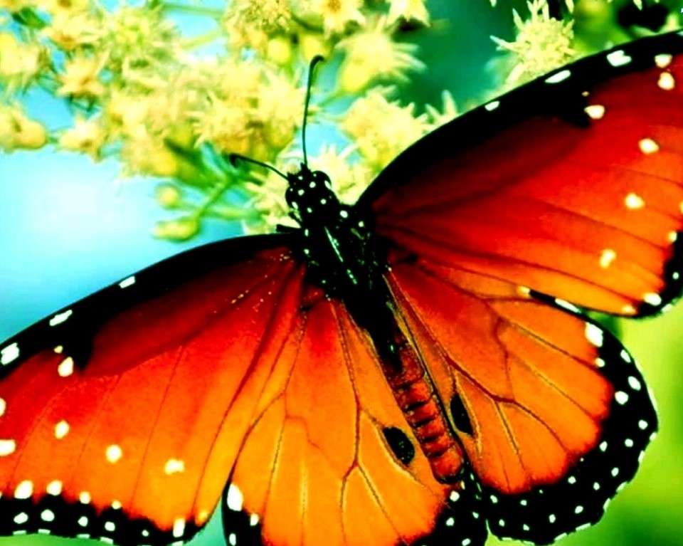 Цветна пеперуда онлайн пъзел