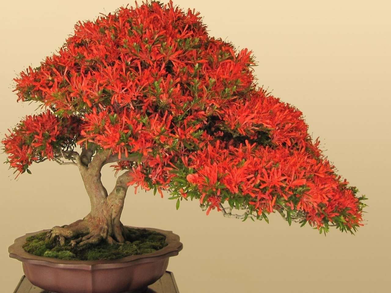 Bellissimo bonsai in fiore, un miracolo puzzle online