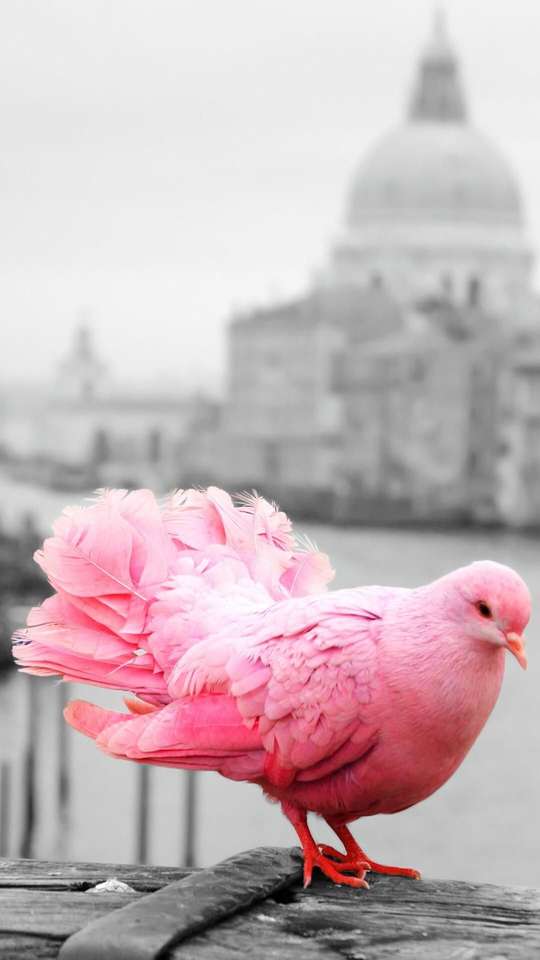 Roze duif online puzzel