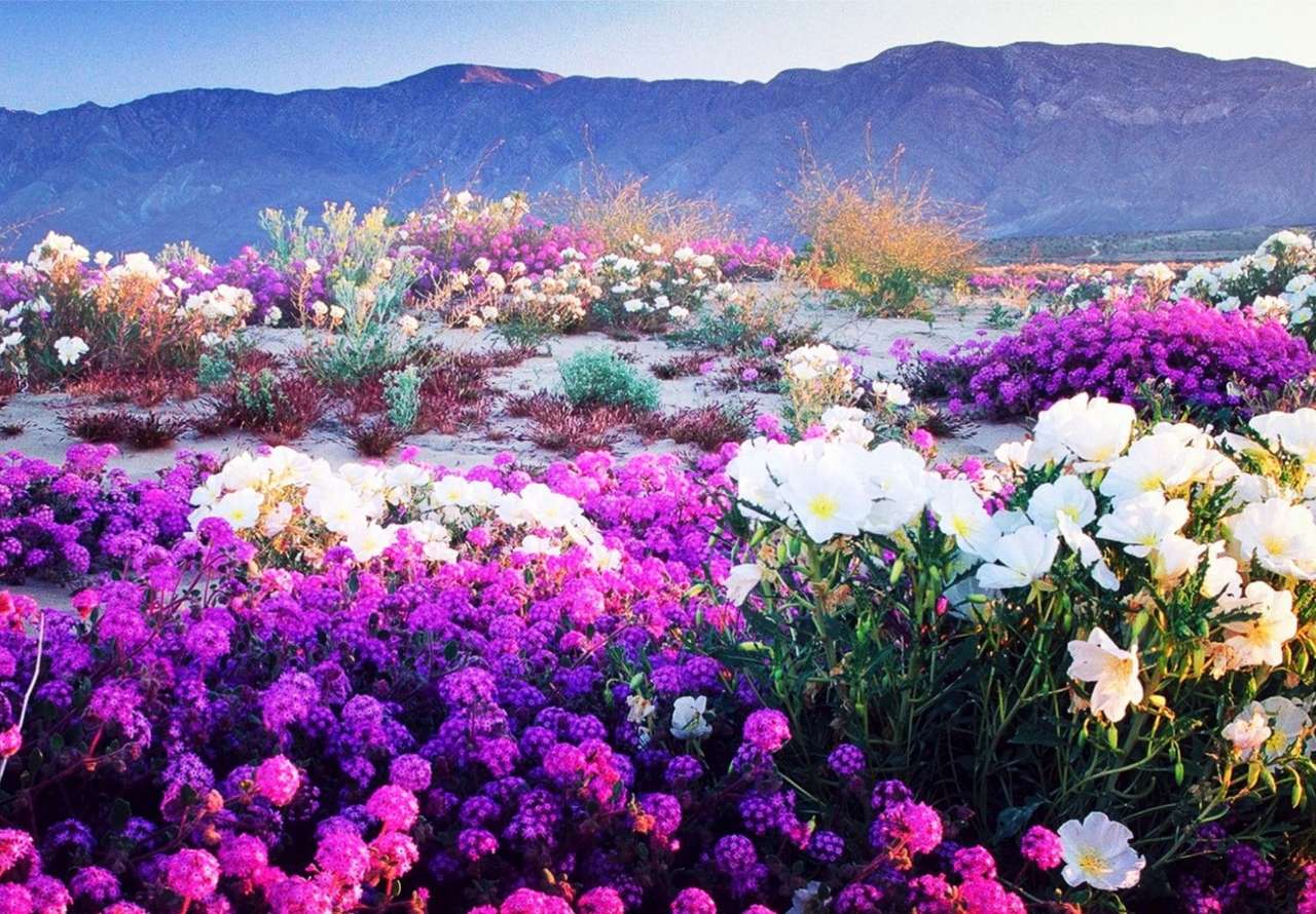 Schöne ''wilde'' Blumen wachsen auf dem Plateau Online-Puzzle