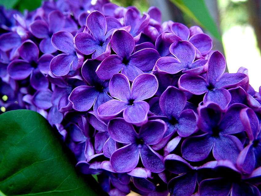 Die Schönheit der lila Blumen, ein Wunder der Natur Puzzlespiel online