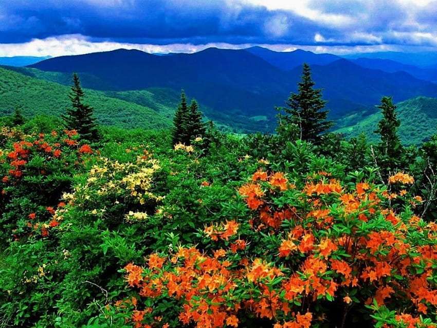 Vilda azaleor på bergsängarna, skönhetsglädje Pussel online