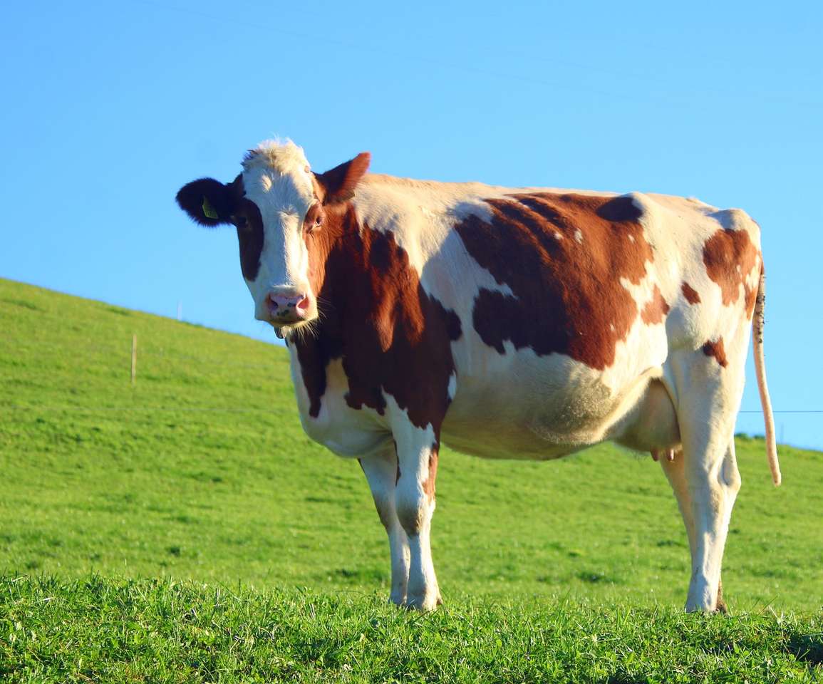 Коровье хозяйство онлайн-пазл