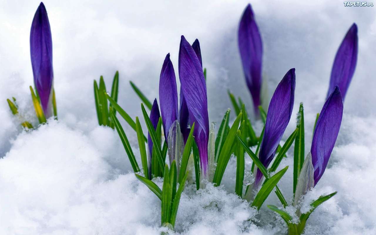 Saffron, crocus in the snow online puzzle