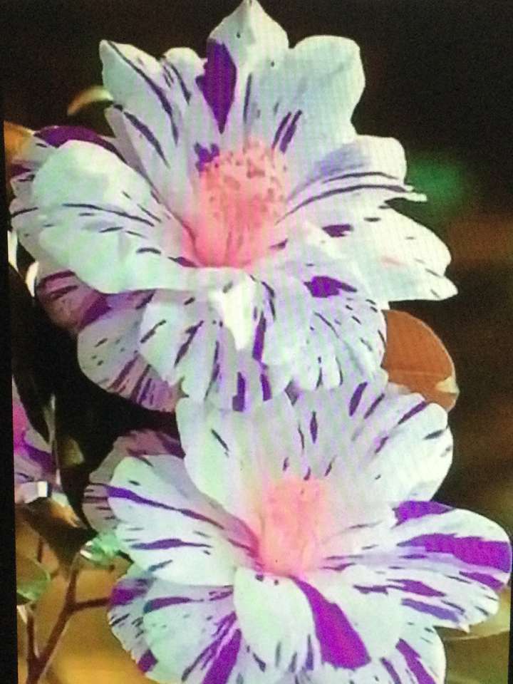Біло-фіолетові квіти пазл онлайн