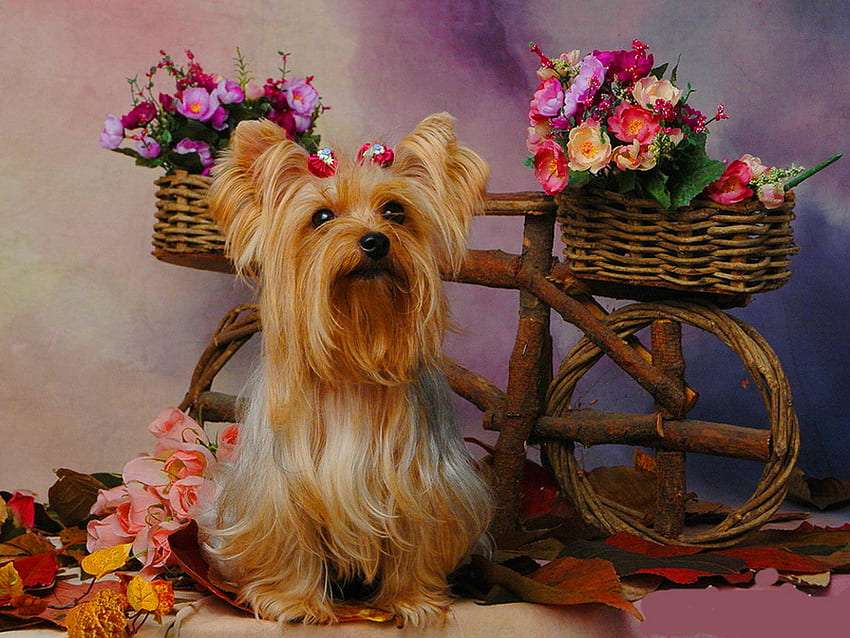 Uma charmosa ajudante de florista entre flores :) puzzle online