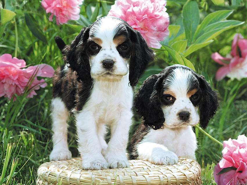 Adorables cachorros entre hermosas peonías rompecabezas en línea