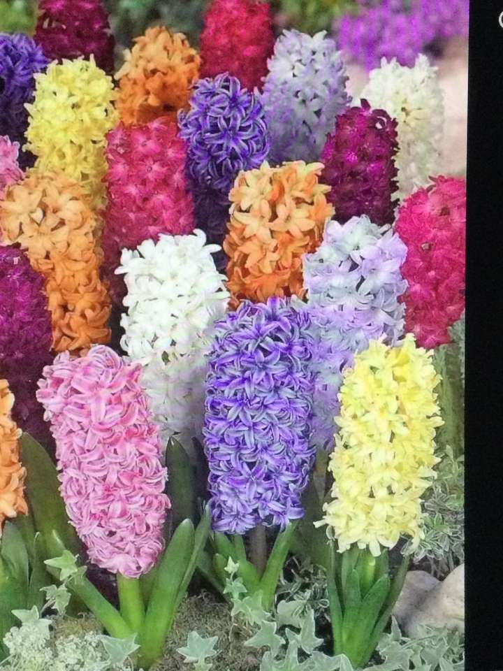 hyacinten in alle kleuren online puzzel