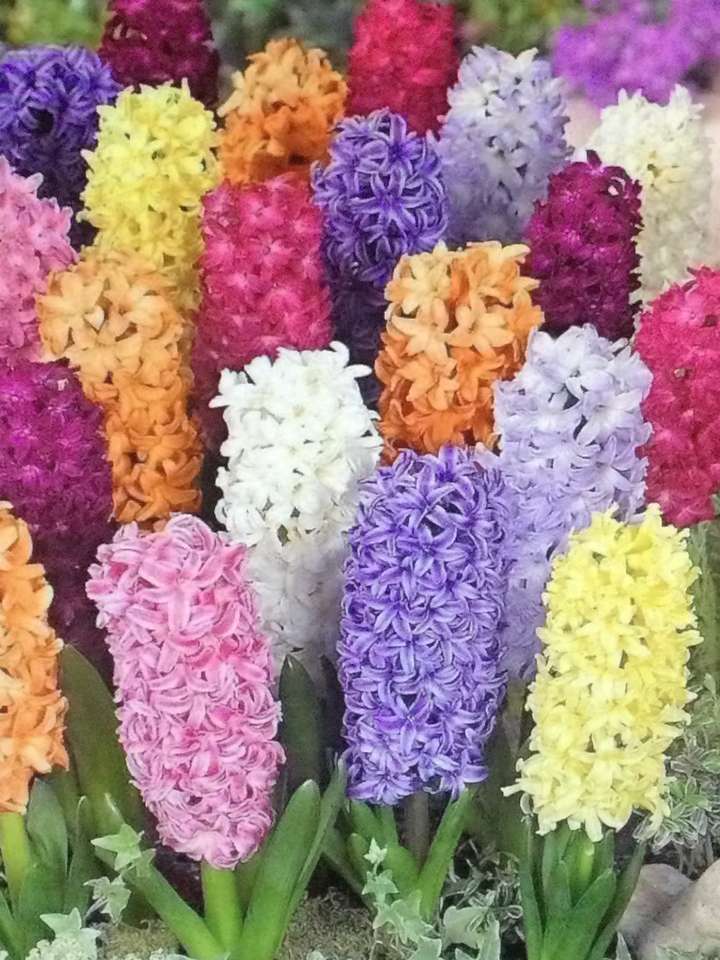 hyacint všech barev online puzzle