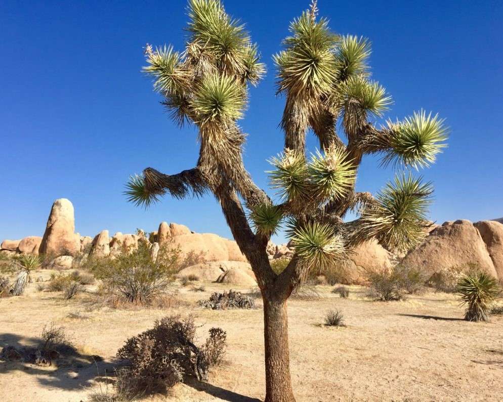cactus in de woestijn legpuzzel online