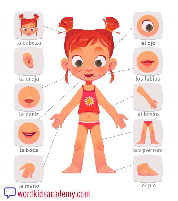 body parts jigsaw puzzle online