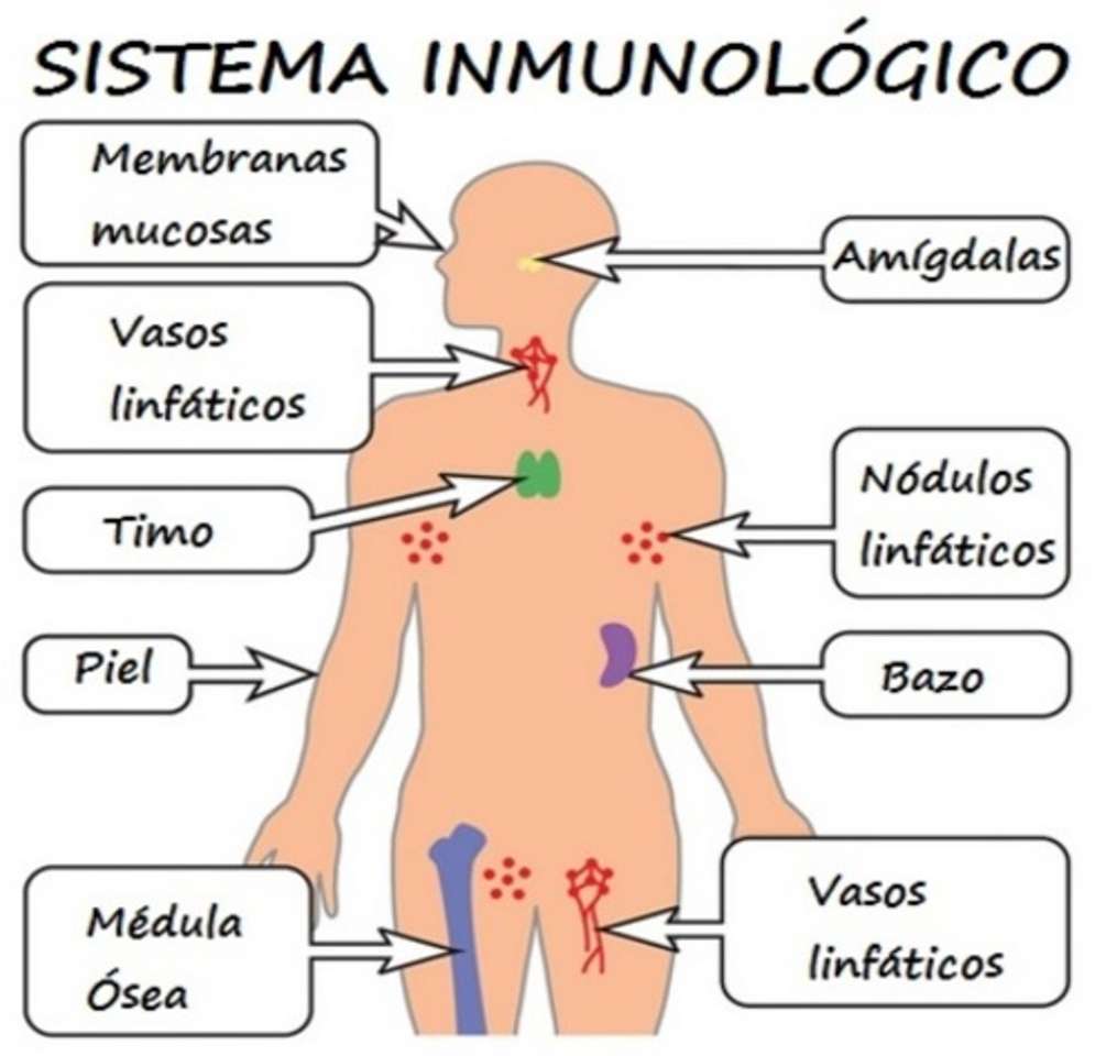 Immune system online puzzle