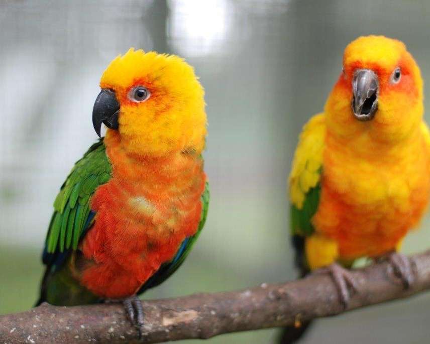 Two budgies online puzzle