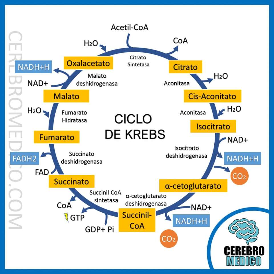 ciclo de Krebs puzzle online