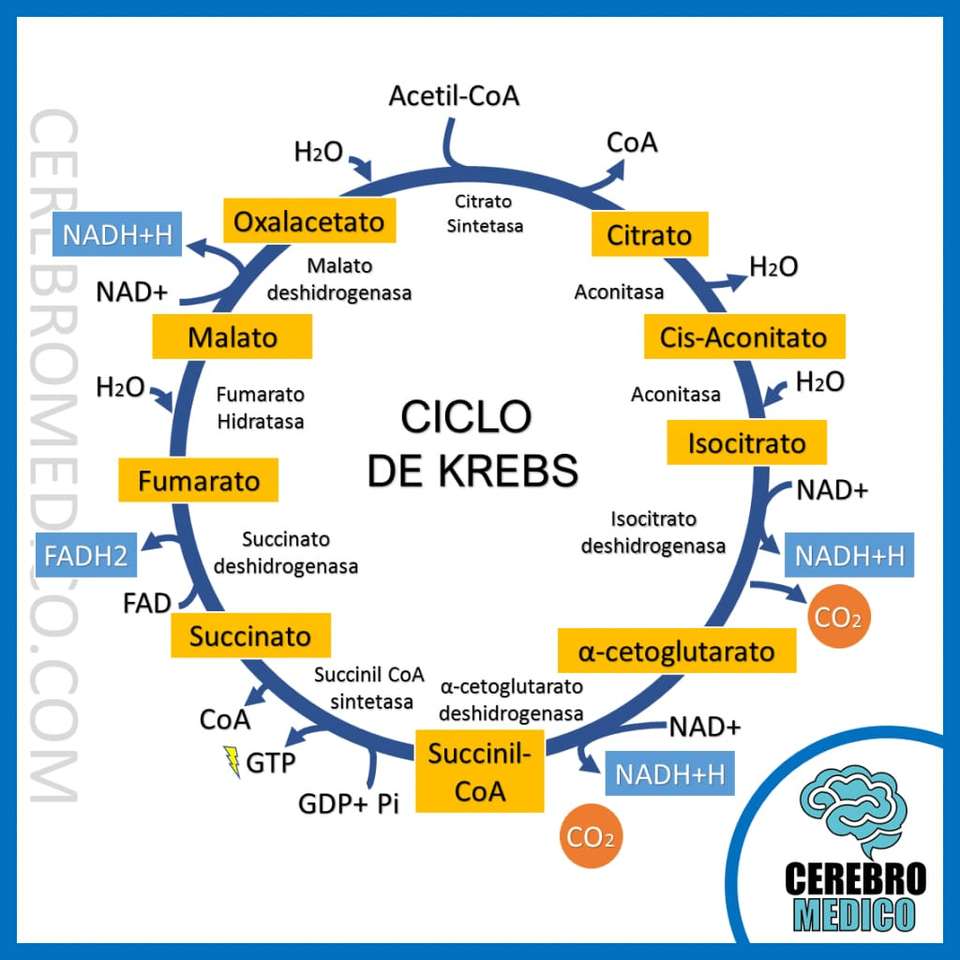 Ciclo Krebs rompecabezas en línea