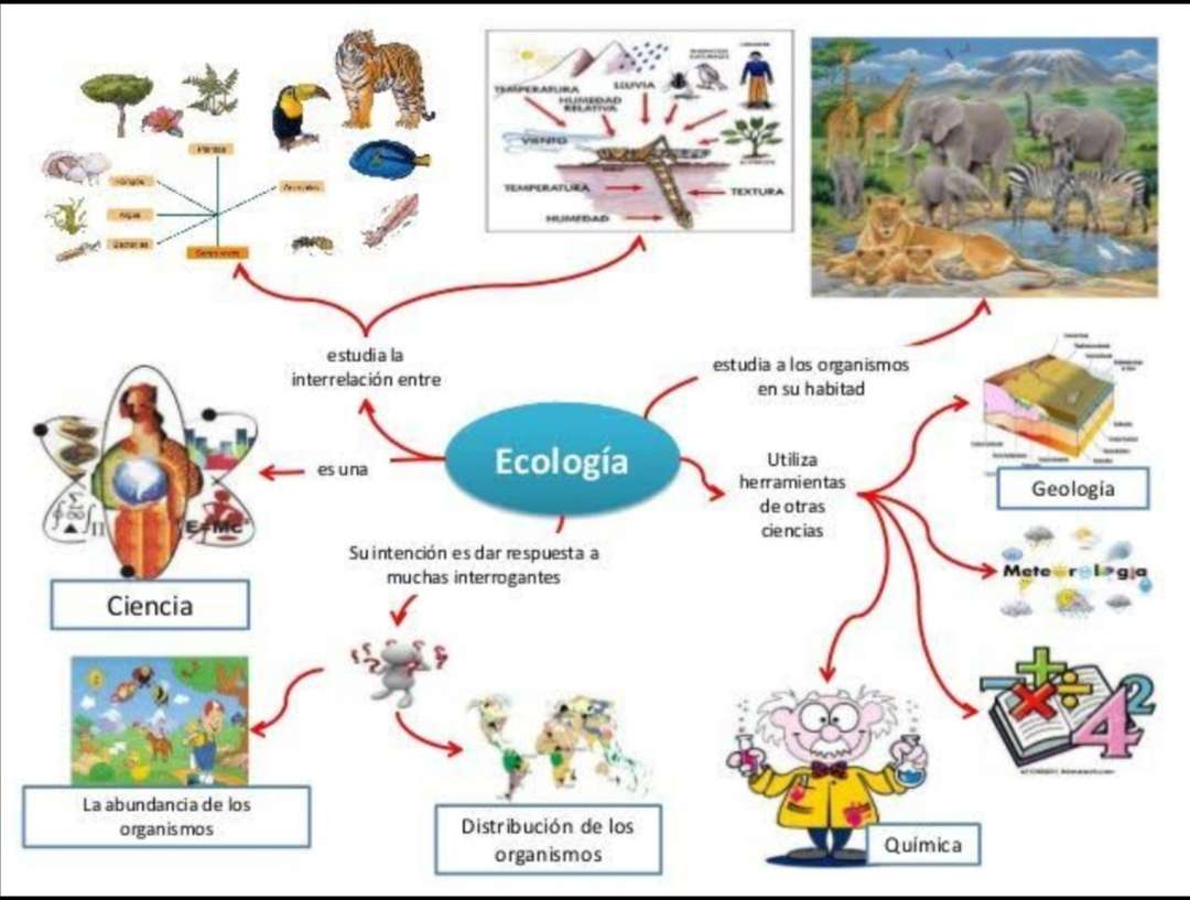 Ecologia puzzle online
