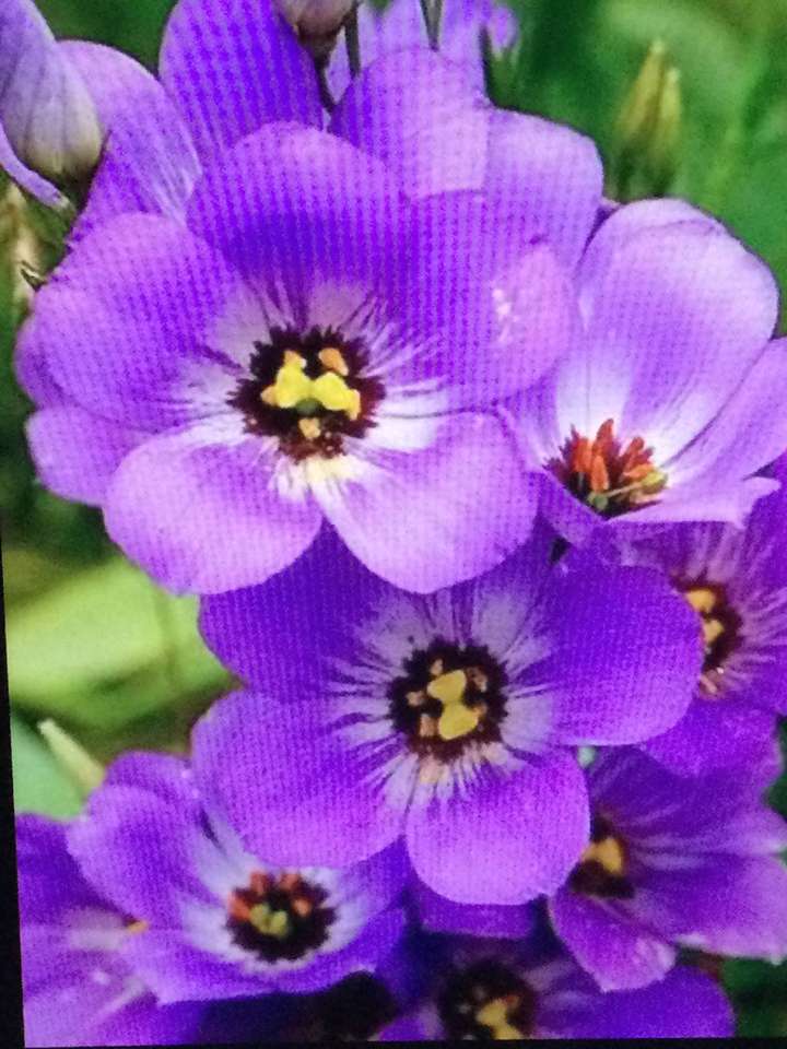 fiori viola puzzle online