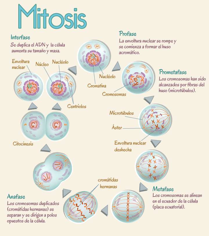mitózisos online puzzle
