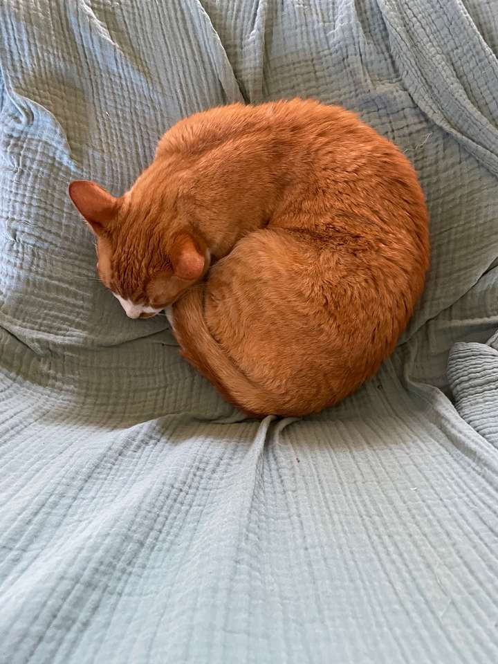 Kočka Cooper spí na posteli skládačky online