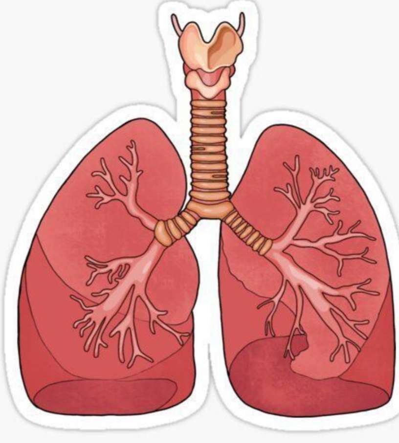 Lungs Puzzle kirakós online