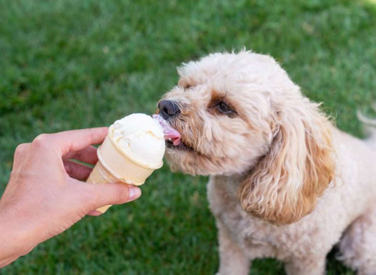 Chiot mangeant de la glace❤️❤️❤️❤️ puzzle en ligne