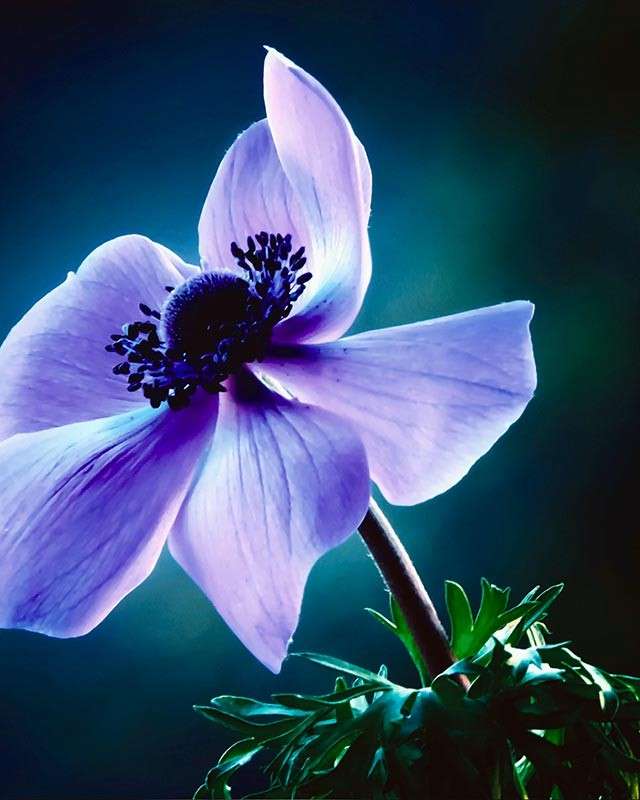 Фиолетовый цветок онлайн-пазл
