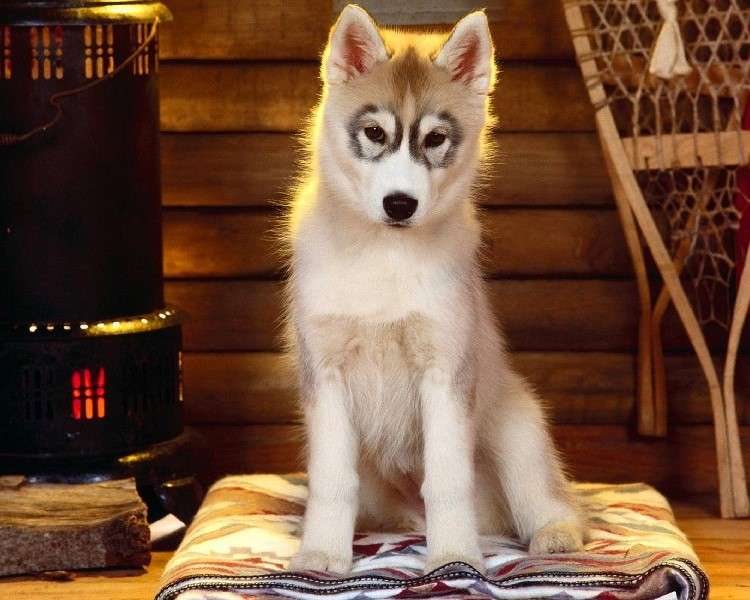 Кученце от Аляска онлайн пъзел