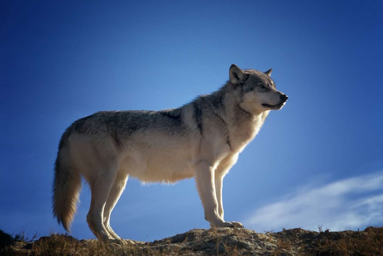 Wolf In The Wild online παζλ
