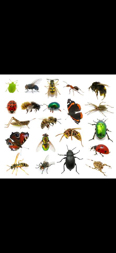 Puzzel insecten legpuzzel online