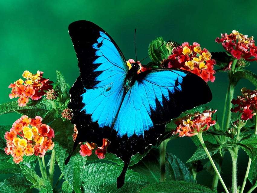 Ulysses - een prachtige vlinder van de zwaluwstaartvlinder en bloemen legpuzzel online