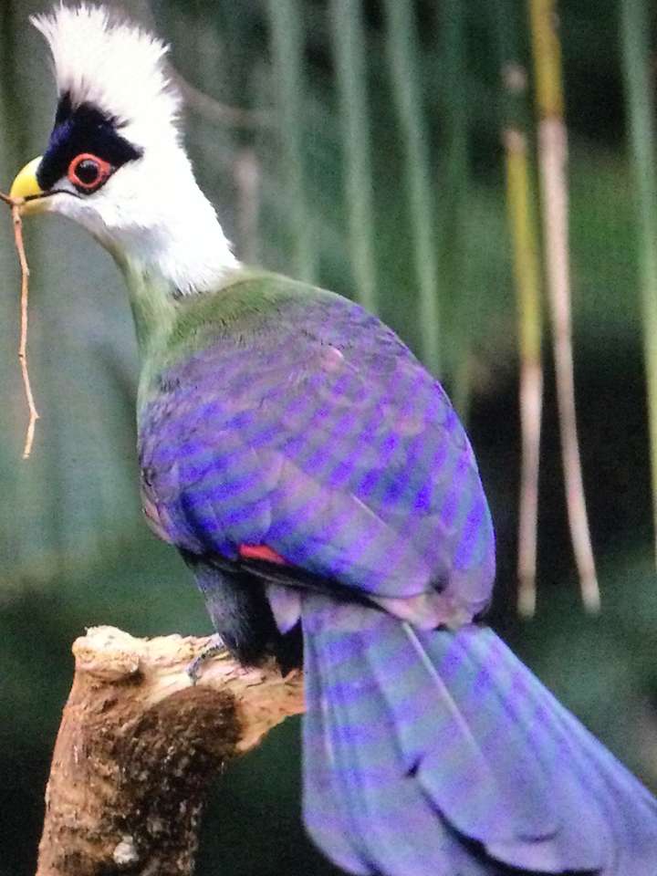 fialoví ptáci skládačky online