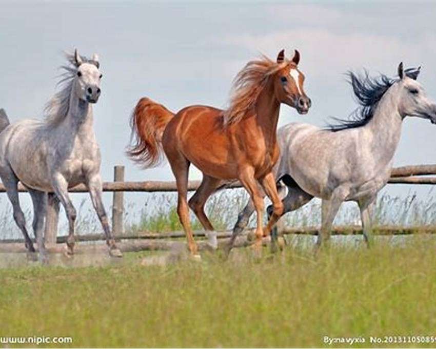 Horses in a gallop jigsaw puzzle online