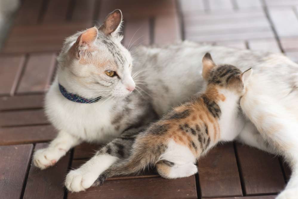gatito con mamá rompecabezas en línea