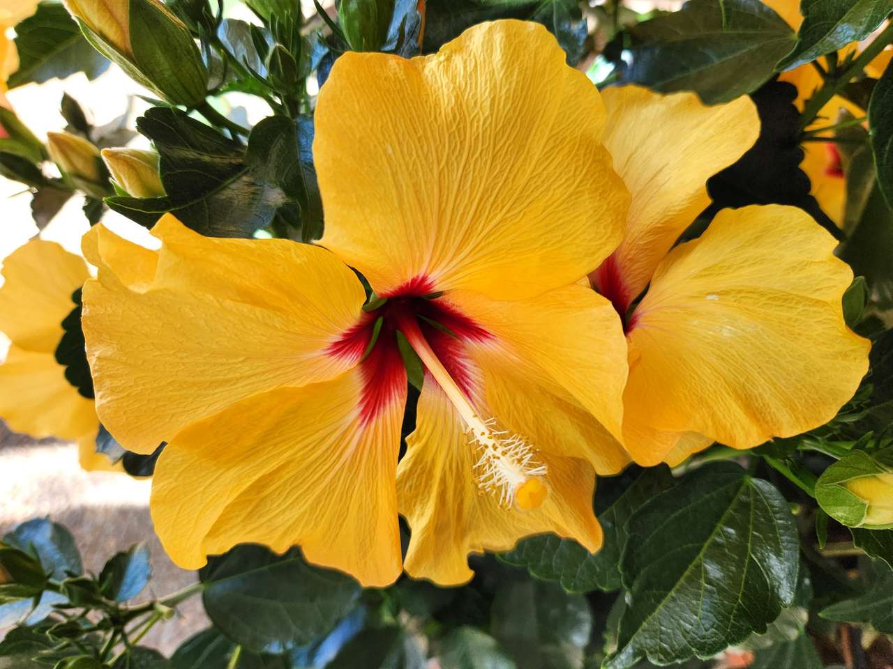 YELLOW HIBISCUS jigsaw puzzle online