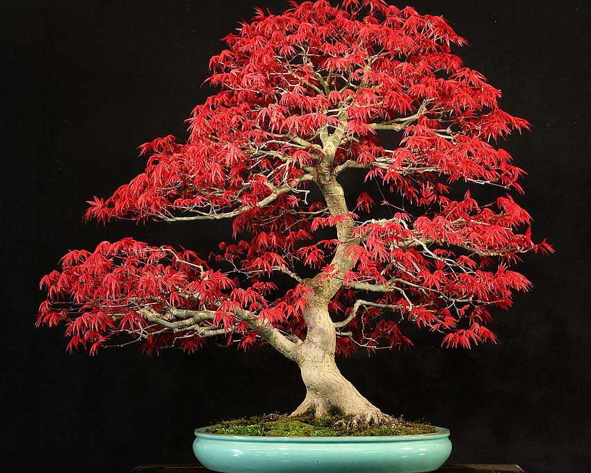 Бонсай - кленовое дерево, что-то красивое онлайн-пазл