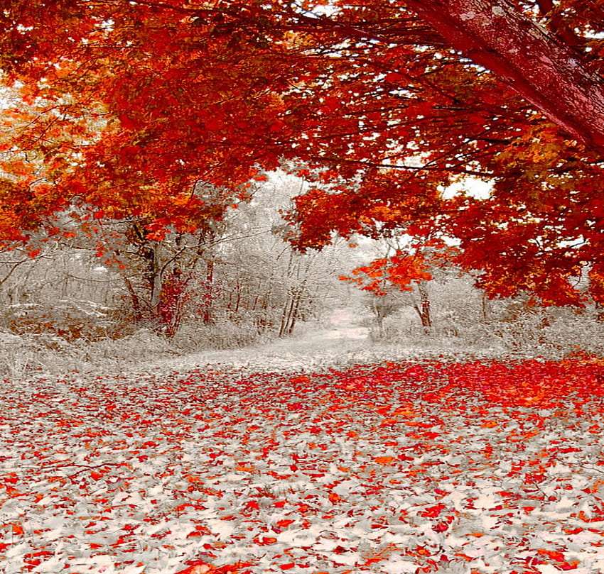 Nieve de otoño, qué hermosa vista. rompecabezas en línea