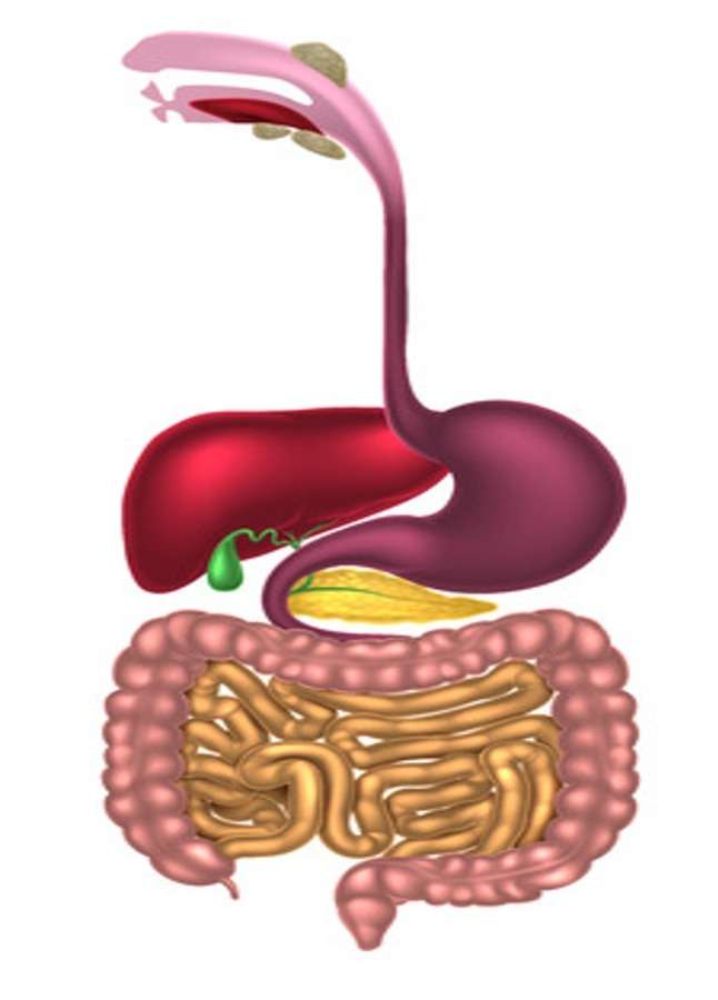 Πεπτικό σύστημα online παζλ
