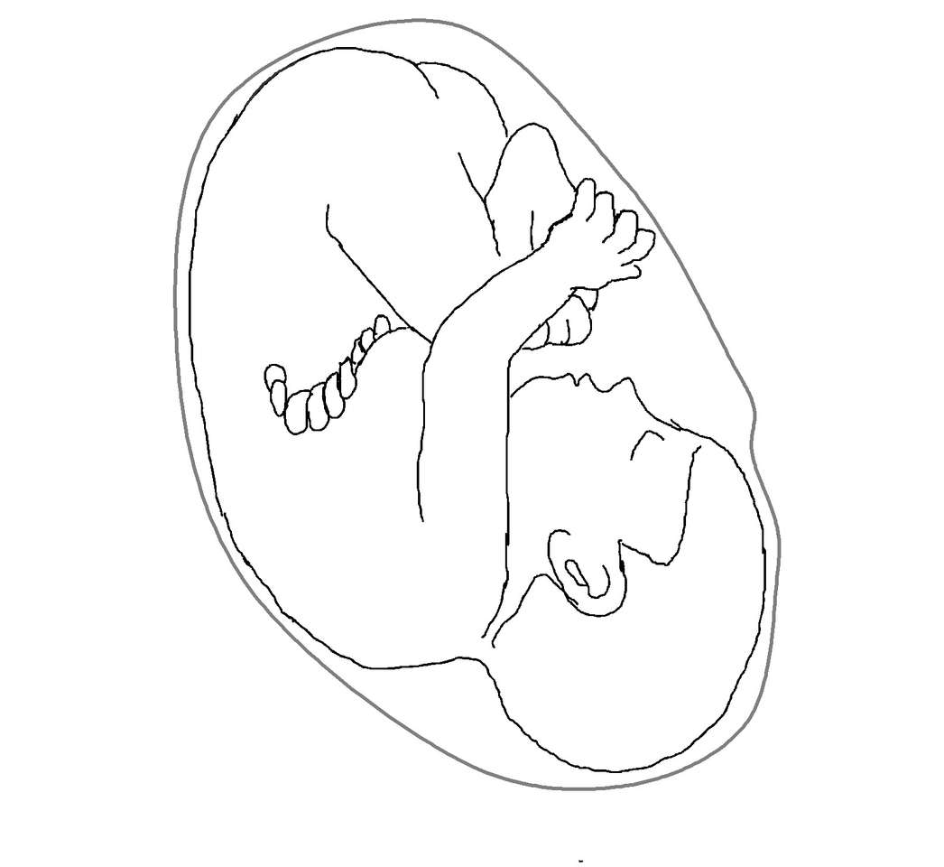 Embrionális fejlődés online puzzle