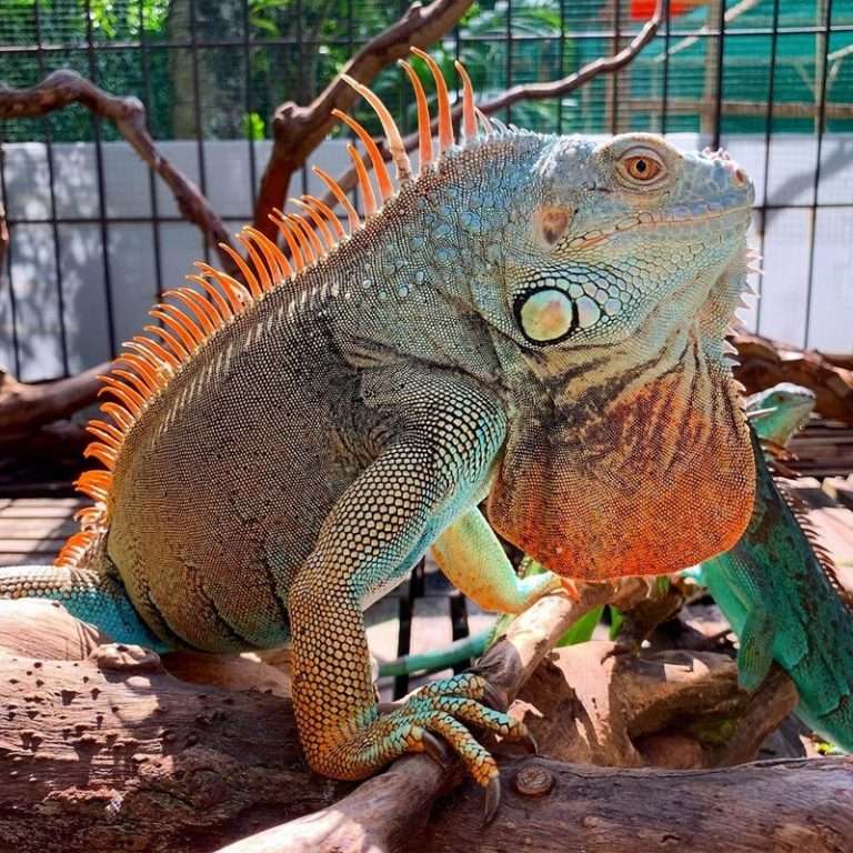 Iguana - a leguánok családjába tartozó gyíkok nemzetsége online puzzle