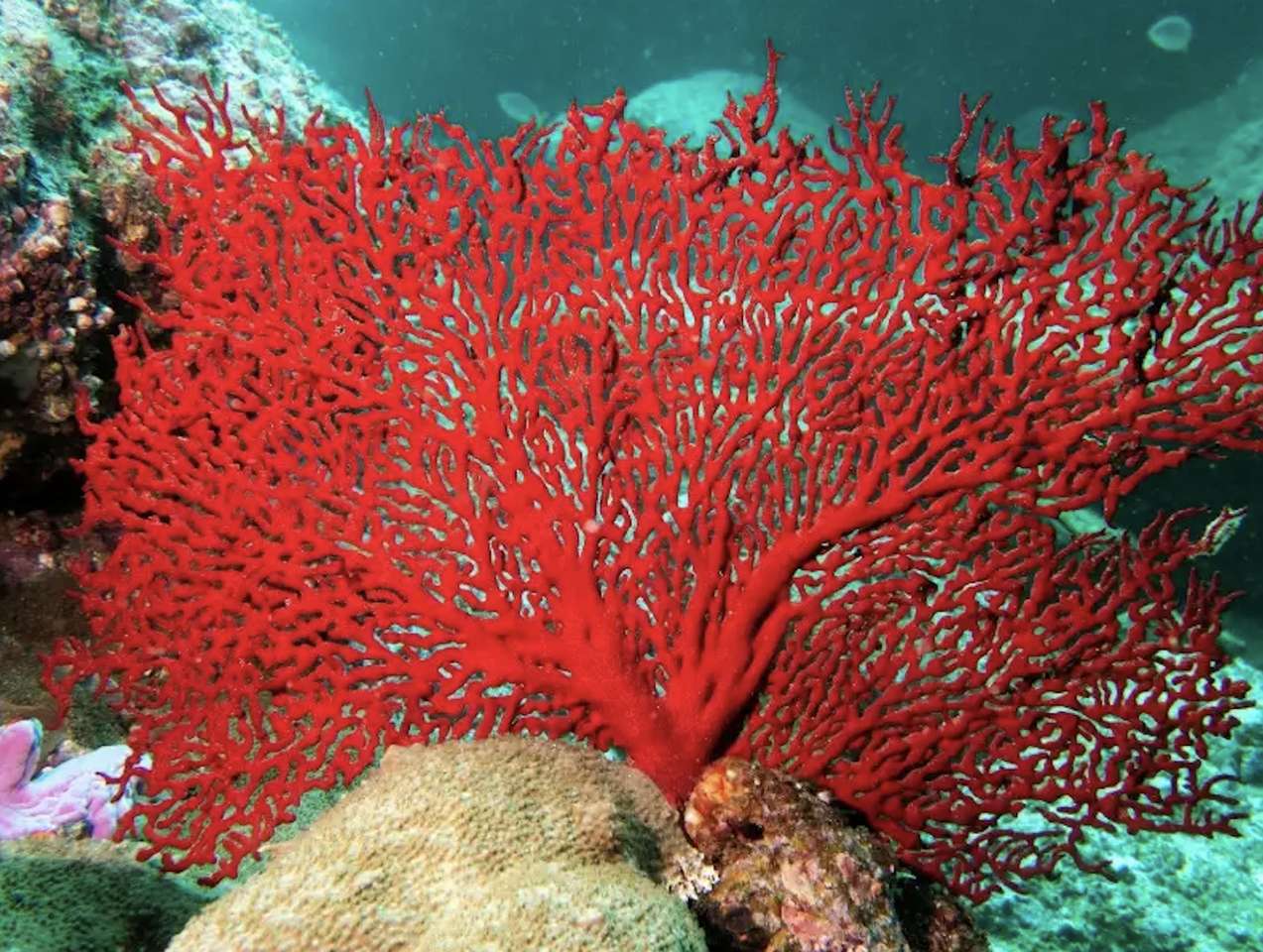 Coral como um leque - beleza criada pela natureza puzzle online