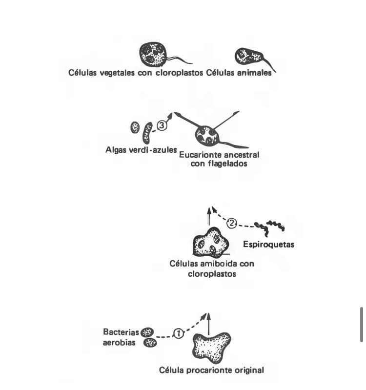 Biología rompecabezas en línea