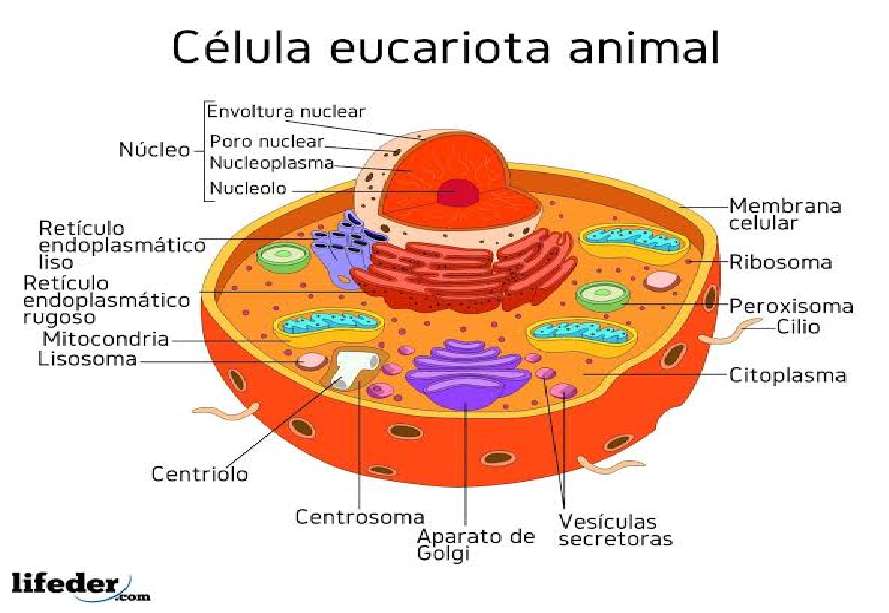 животинска еукариотна клетка онлайн пъзел